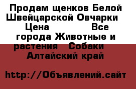 Продам щенков Белой Швейцарской Овчарки  › Цена ­ 20 000 - Все города Животные и растения » Собаки   . Алтайский край